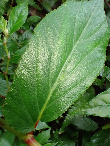Begonia guaduensis, photograph 6