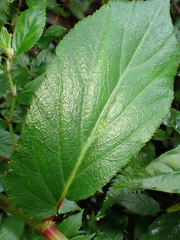 Begonia guaduensis, photograph author not stated, no rights reserved
