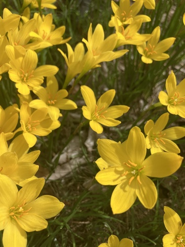 Zephyranthes citrina, 2024-11-11