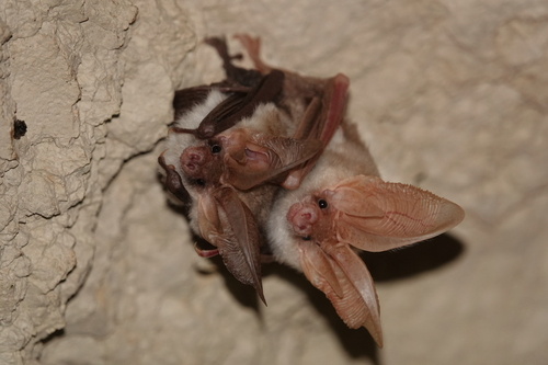 Kozlov's Long-eared Bat (Plecotus kozlovi) — Least Concern Mammalia