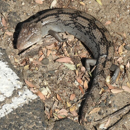 Blotched Bluetongue, photo 6 of 9
