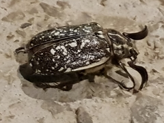 Polyphylla albertischulzi