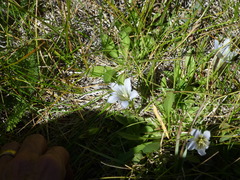 Gentiana newberryi