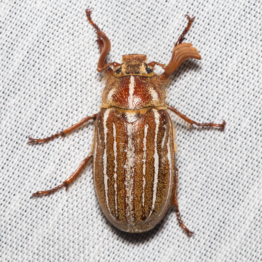 Polyphylla sobrina