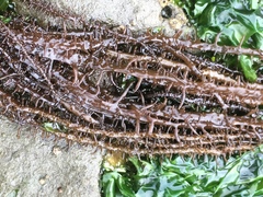 Cumagloia andersonii