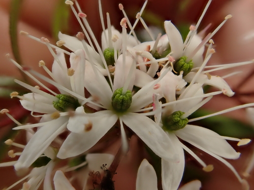 Image of Leionema nudum by (c) Benjamin Lavin, some rights reserved (CC BY)