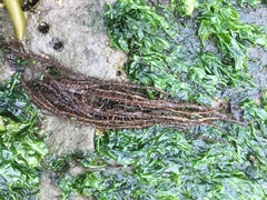 Cumagloia andersonii