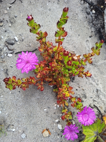 Image of Erepsia inclaudens by (c) Adele SL, some rights reserved (CC BY)