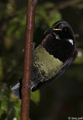 Ptiloris victoriae