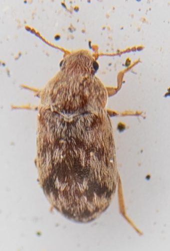 Xerasia grisescens photo 3
