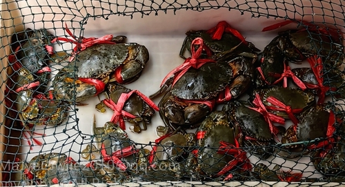 green mud crab