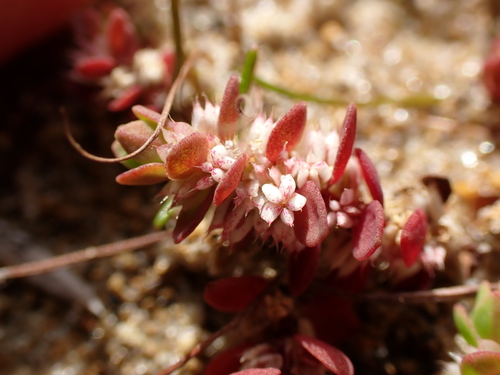 Image of Illecebrum verticillatum by (c) Benjamin Lavin, some rights reserved (CC BY)