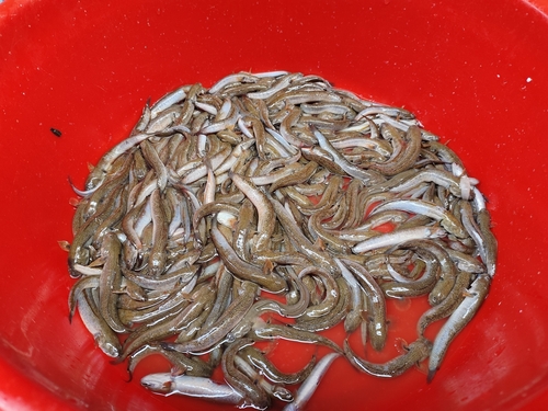 Oxuderces dentatus