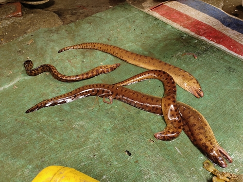 Reeves's Moray