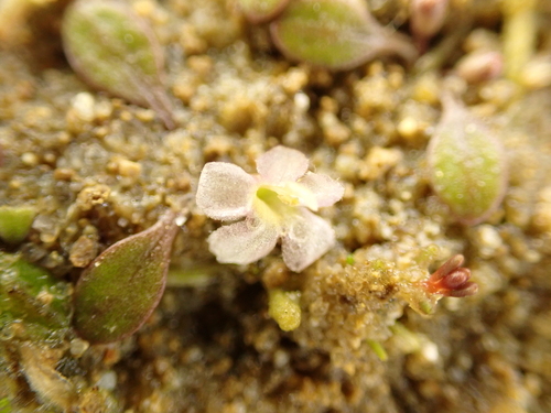 Image of Glossostigma elatinoides by (c) Benjamin Lavin, some rights reserved (CC BY)
