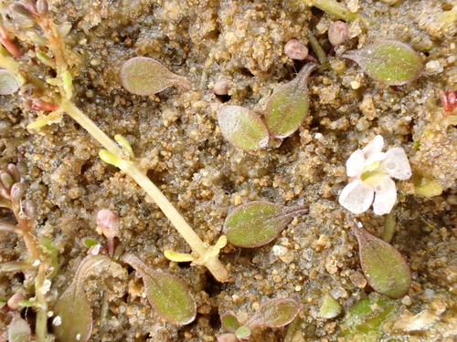 Image of Glossostigma elatinoides by (c) Benjamin Lavin, some rights reserved (CC BY)