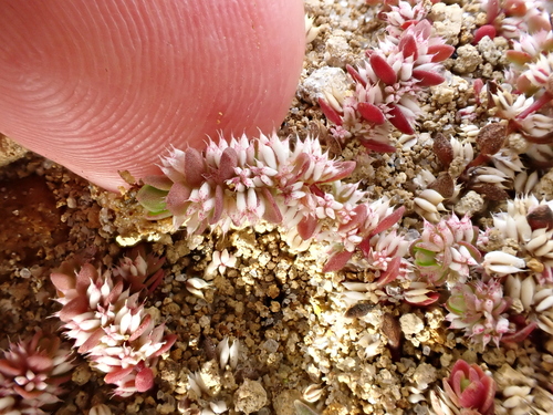 Image of Illecebrum verticillatum by (c) Benjamin Lavin, some rights reserved (CC BY)