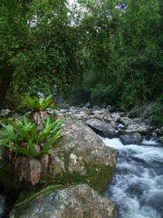 Asplenium australasicum