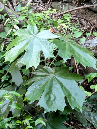 Image of Pterospermum acerifolium by no rights reserved