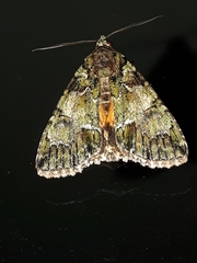 Polyphaenis sericata