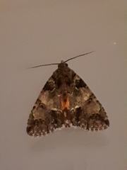 Polyphaenis sericata