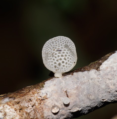 Favolaschia pustulosa