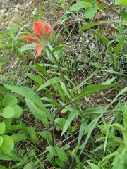 Castilleja rhexiifolia