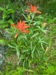 Castilleja rhexiifolia