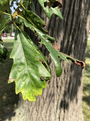 Quercus bicolor