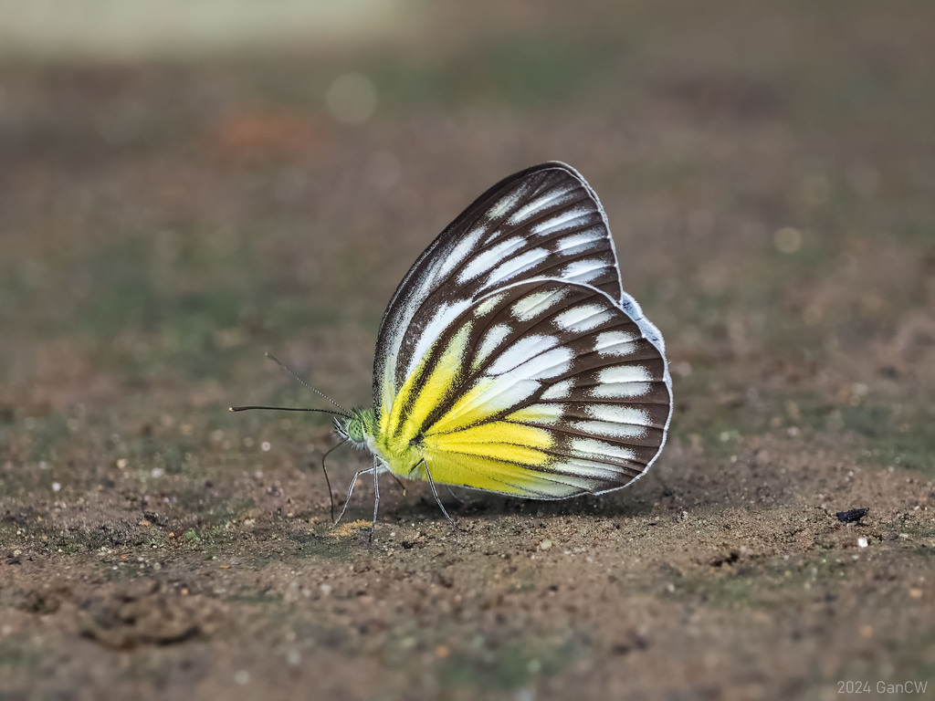 Cepora eperia