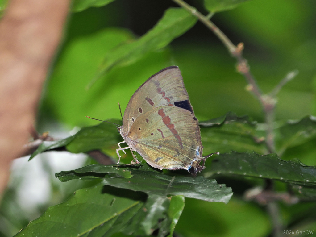 Arhopala hercules