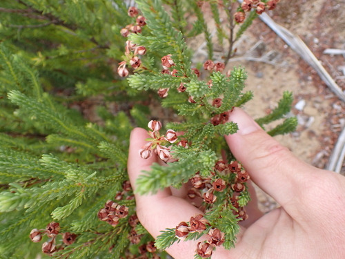 Image of Berry Heath (Erica baccans) by (c) Benjamin Lavin, some rights reserved (CC BY)