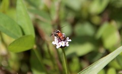 Anasimyia grisescens