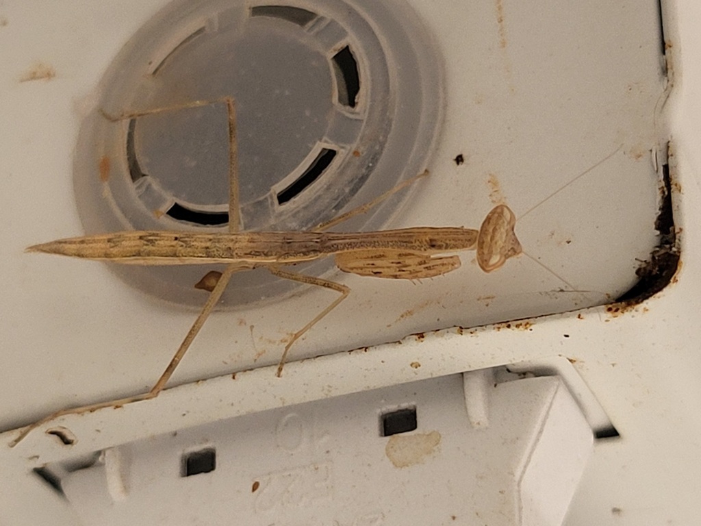 Miomantis in December 2024 by Luke Smith · iNaturalist