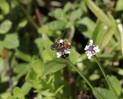 Anasimyia grisescens