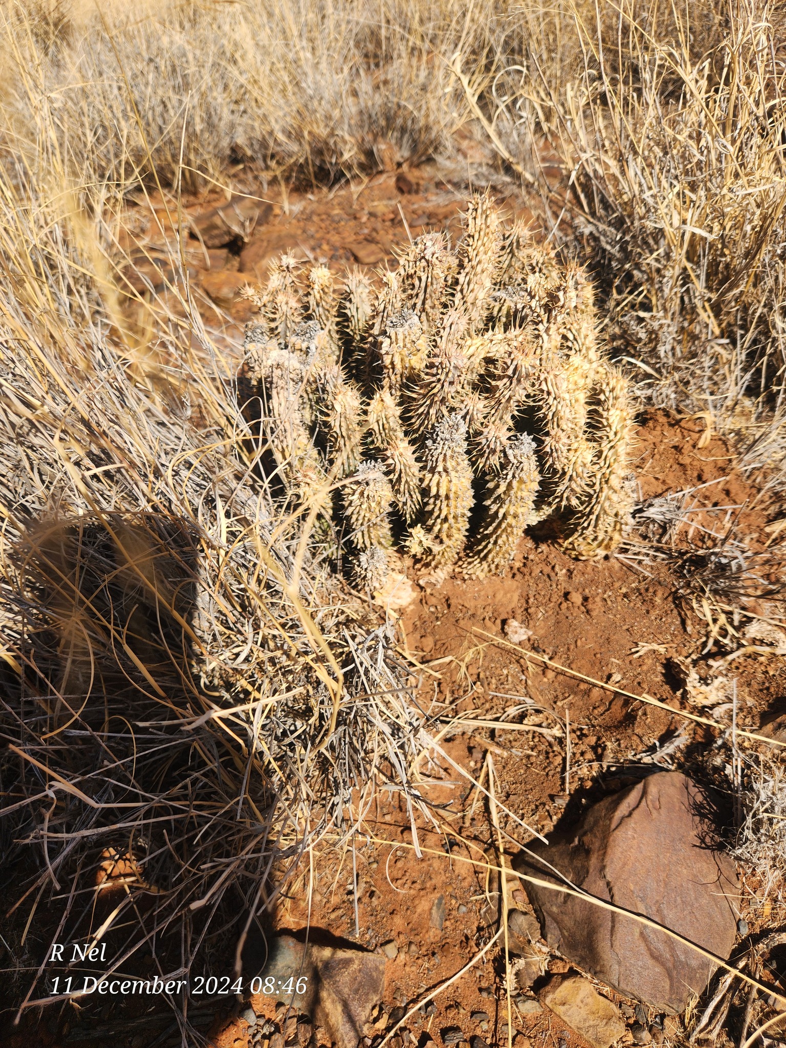 Hoodia gordonii