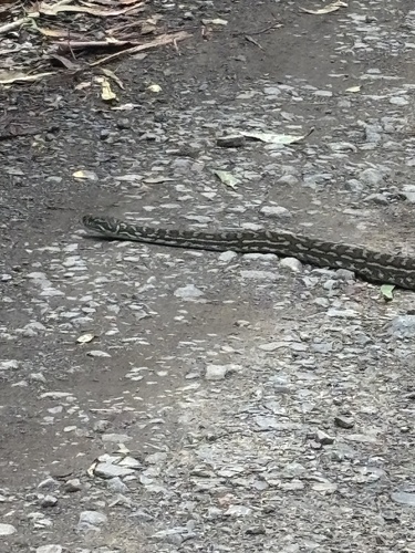 Coastal Carpet Python sighting