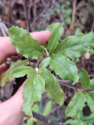 Image of Brachyglottis perdicioides by (c) Oscar Dove, some rights reserved (CC BY)