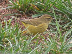 Setophaga palmarum hypochrysea