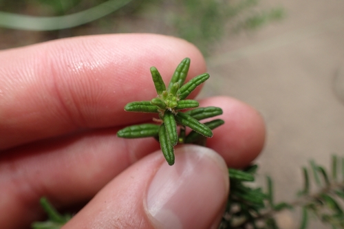 Image of Pomaderris phylicifolia by (c) Oscar Dove, some rights reserved (CC BY)