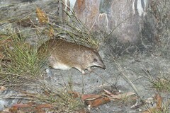 Cape York Brown Bandicoot photo 2