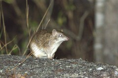 Cape York Brown Bandicoot photo 4