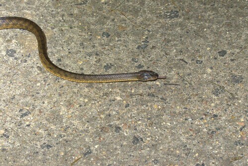 Brown Tree Snake sighting
