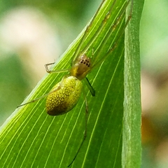 Tetragnatha filiciphilia
