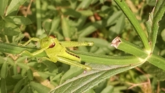 Cyrtacanthacridini