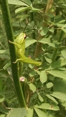 Cyrtacanthacridini