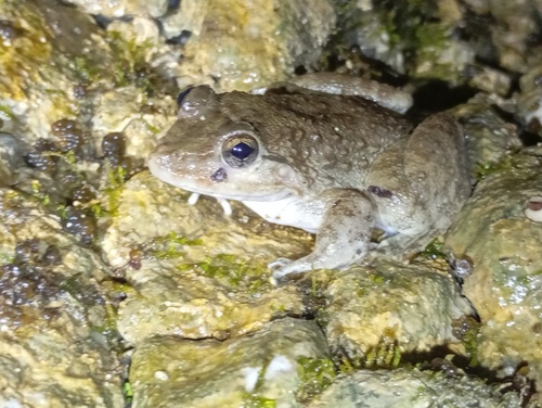 Limnonectes grunniens, 2024-11-29