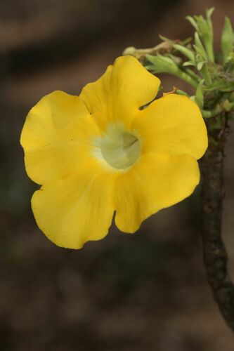 Uncarina leandrii