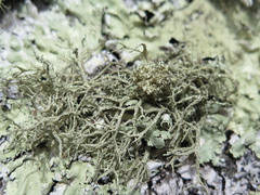 Tremella everniae