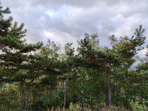 Image of Pinus densiflora by (c) Lewis, some rights reserved (CC BY-SA)
